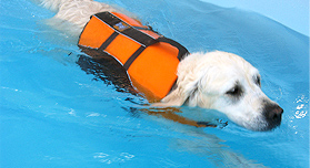 Image result for dog hydrotherapy