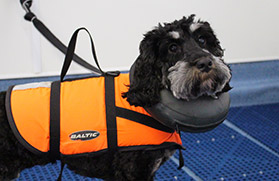 Canine Hydrotherapy York